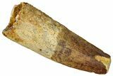 Fossil Spinosaurus Tooth - Feeding Worn Tip #360125-1